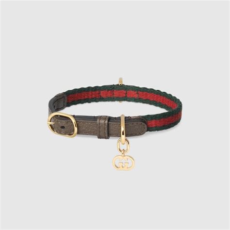 collari gucci|Gucci collars for cats.